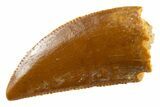 Serrated Raptor Tooth - Real Dinosaur Tooth #347020-1